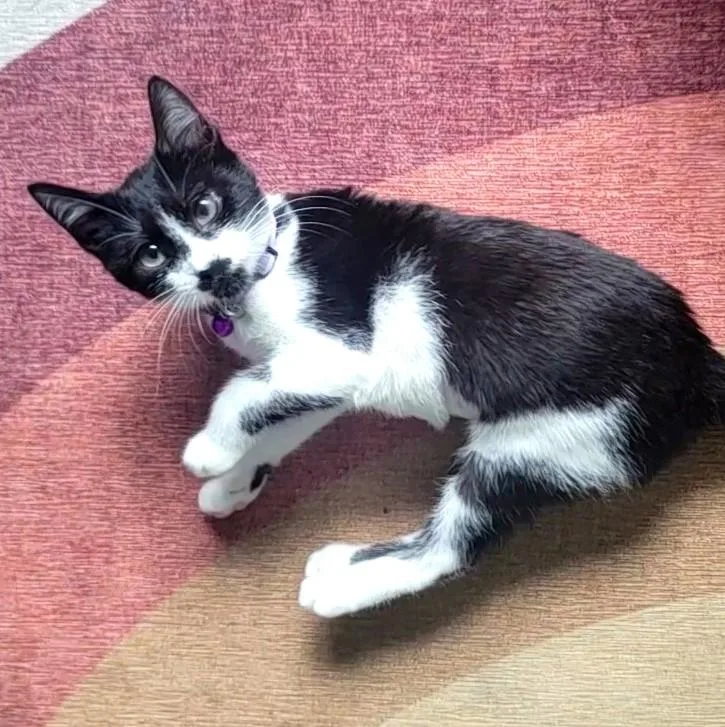 A baby medium-sized female Black & White / Tuxedo Tuxedo cat named Honor usedtirecrew for adoption in Houston, TX