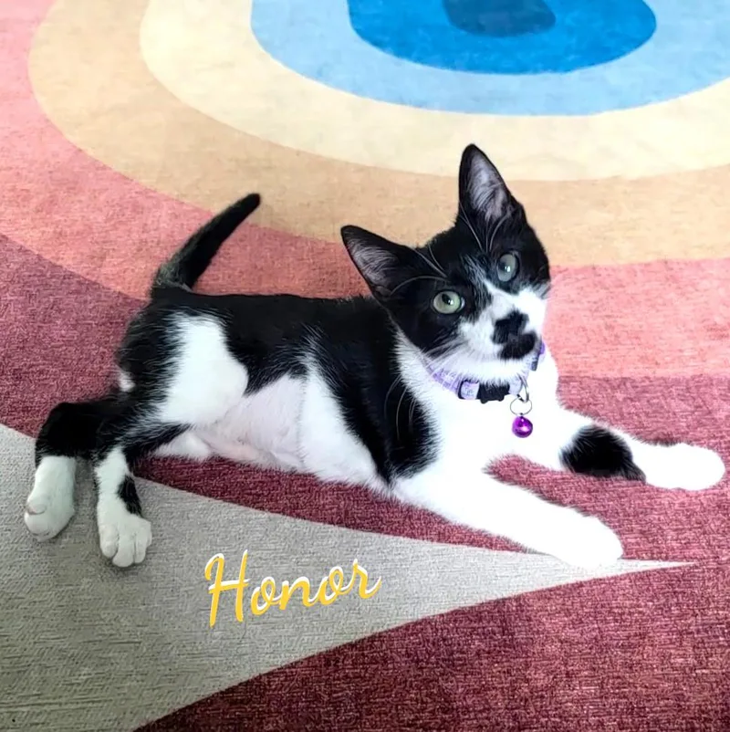 Honor usedtirecrew thumbnail 2