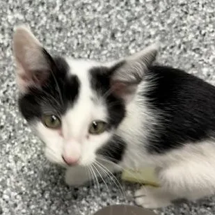 A baby large-sized male Black & White / Tuxedo Domestic Short Hair cat named Montgomery for adoption in Bryan, OH