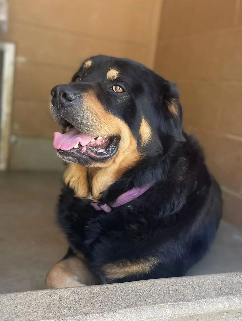 An adult extra large-sized male Bicolor Rottweiler dog named Bear The Fluffweiler for adoption in Hoquiam, WA