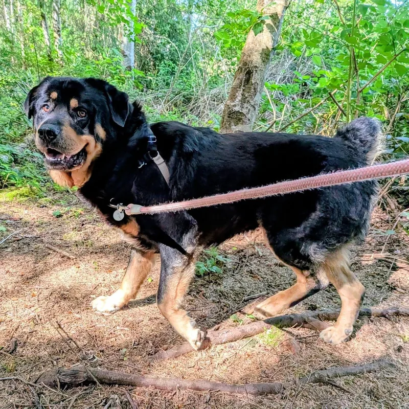 Bear The Fluffweiler thumbnail 2