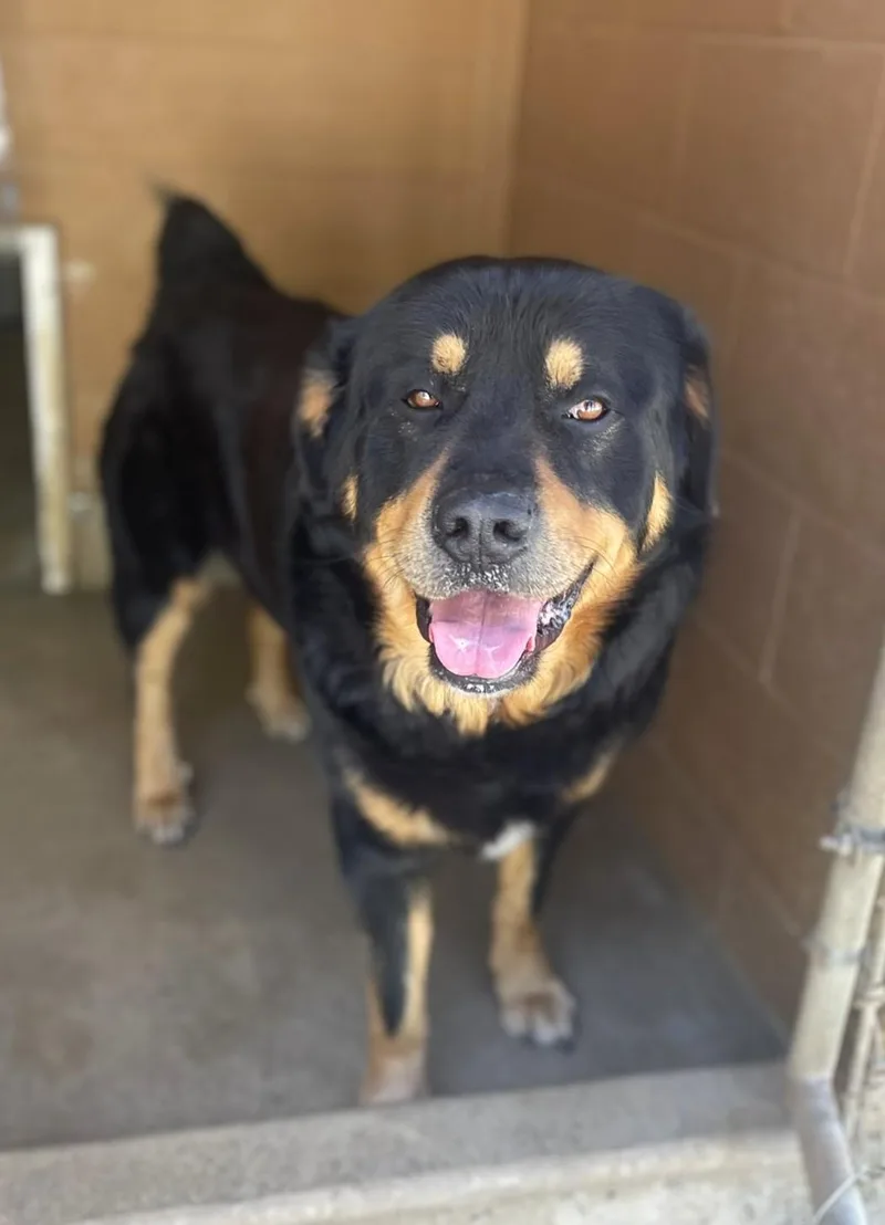 Bear The Fluffweiler thumbnail 3