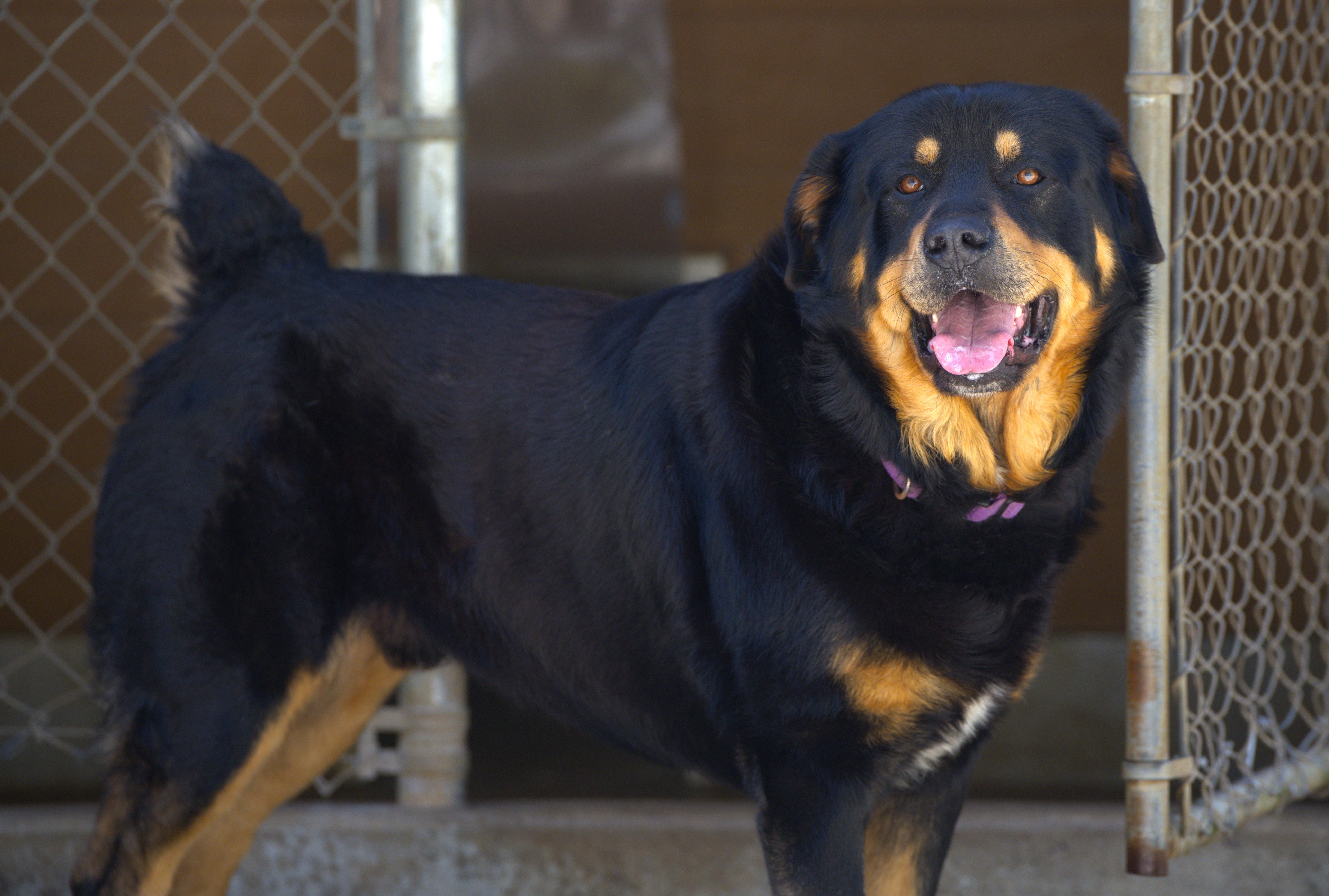 Bear The Fluffweiler thumbnail 4