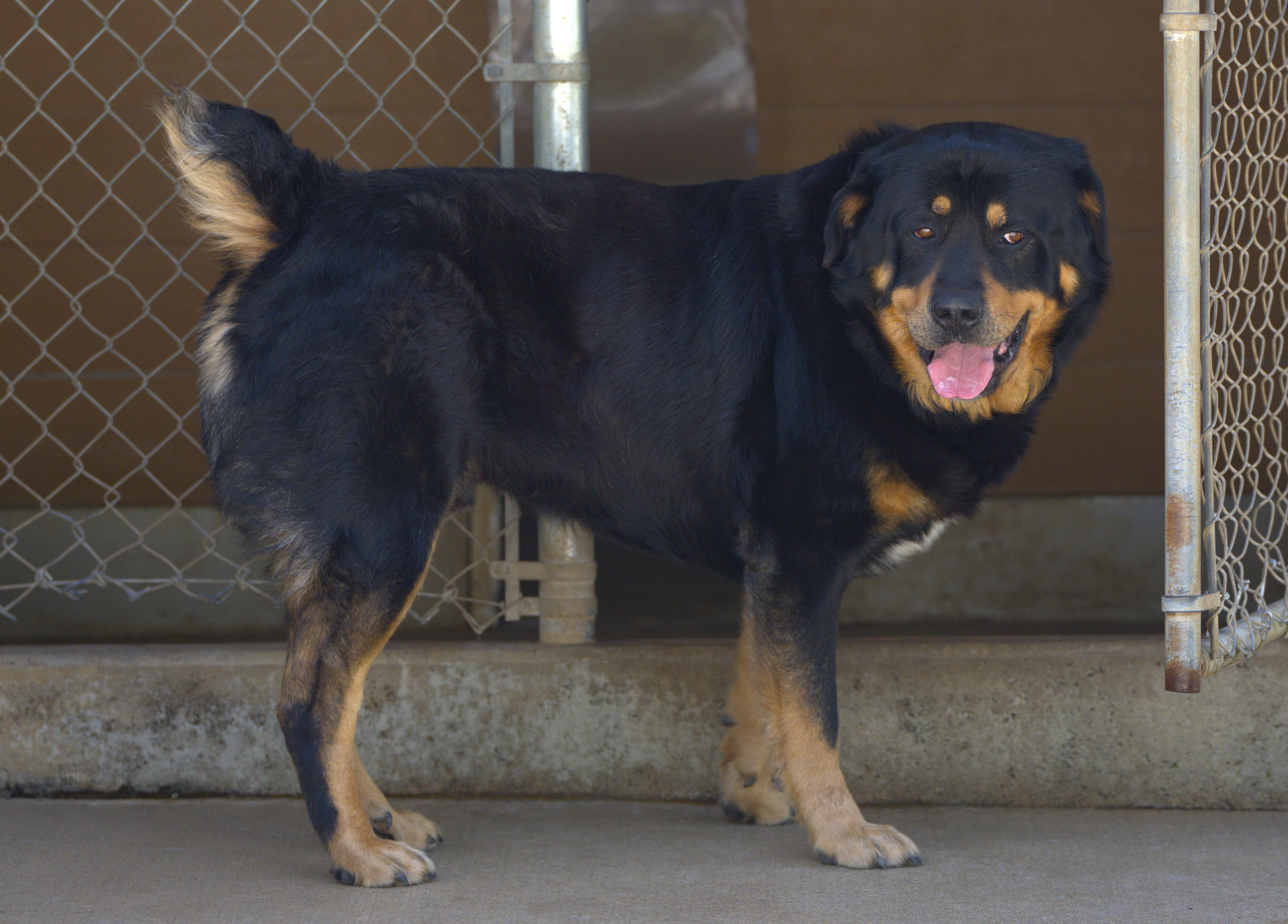 Bear The Fluffweiler thumbnail 5