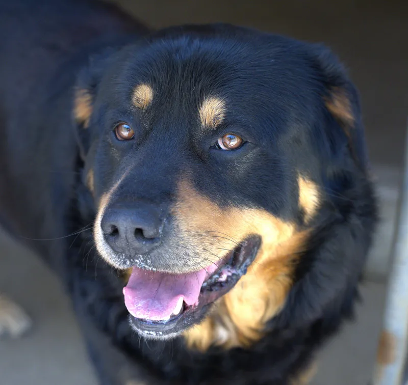 Bear The Fluffweiler thumbnail 6