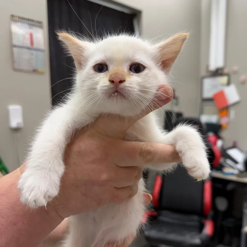 A baby small-sized male Cream / Ivory Domestic Short Hair cat named Xanax for adoption in Detroit Lakes, MN