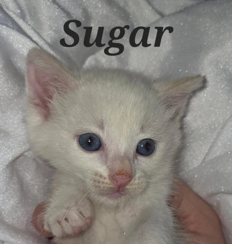 Sugar