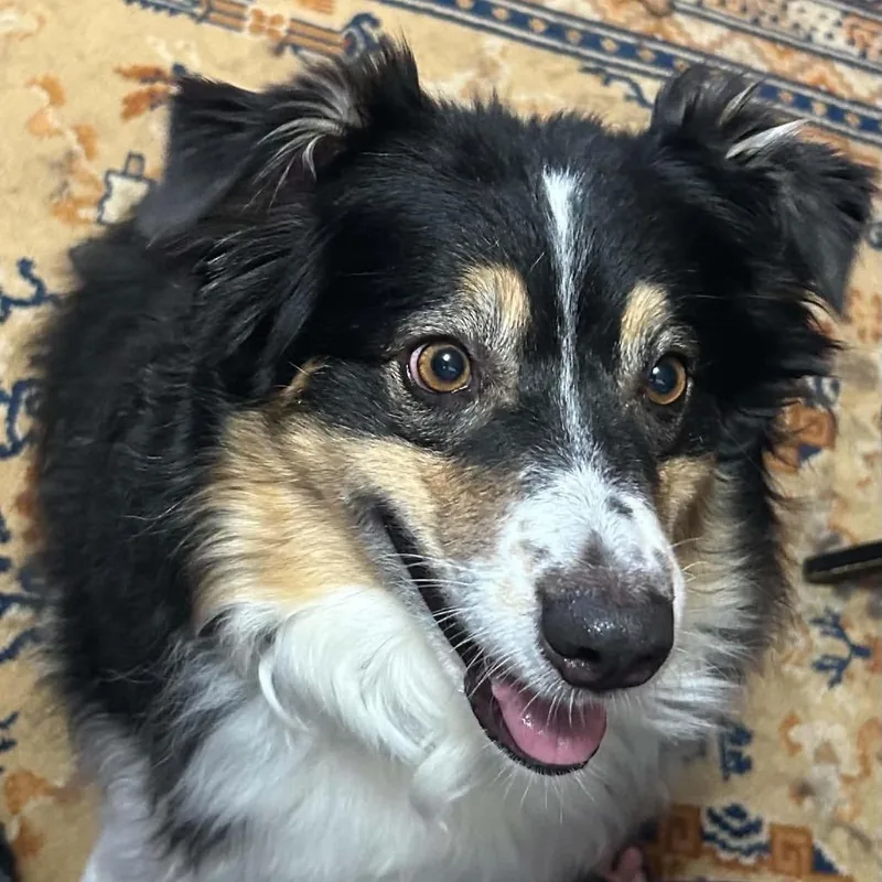 An adult medium-sized female Australian Shepherd dog named Poppi for adoption in Overland Park, KS