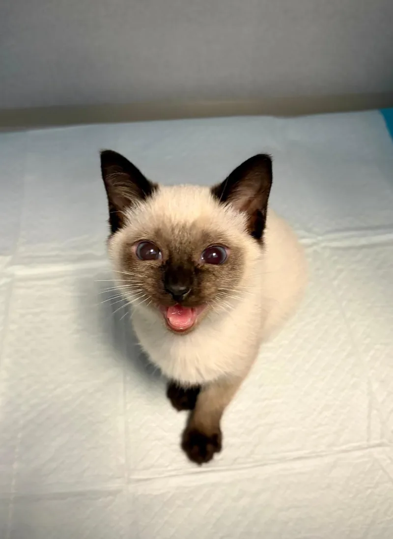 A baby small-sized male Seal Point Siamese cat named Kaju for adoption in Winter Haven, FL