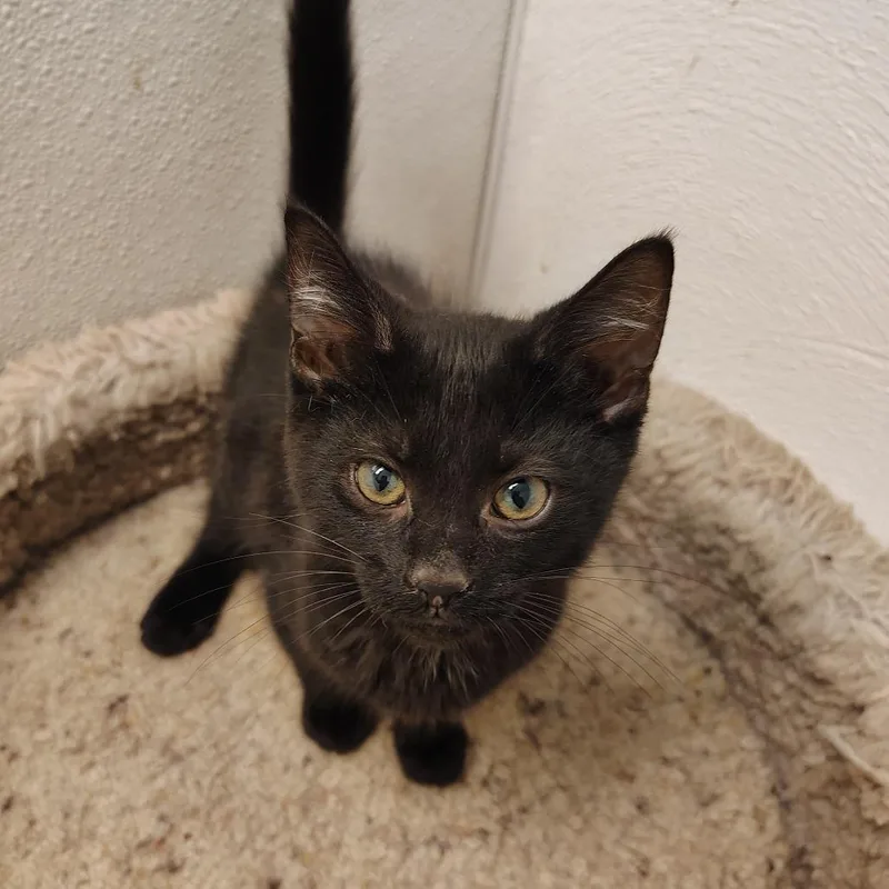 A young small-sized male Black Domestic Short Hair cat named Sesame for adoption in Indiana, PA