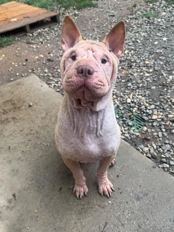 An adult medium-sized male Yellow / Tan / Blond / Fawn Shar-Pei dog named Reset for adoption in Fredericksburg, VA