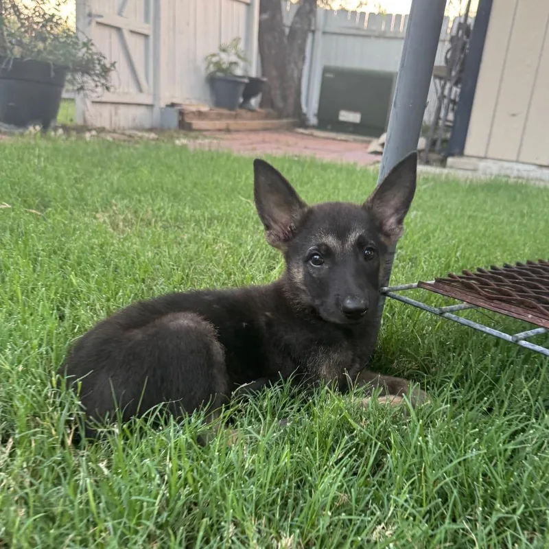 A baby small-sized female Black German Shepherd Dog dog named Zorro for adoption in San Antonio, TX