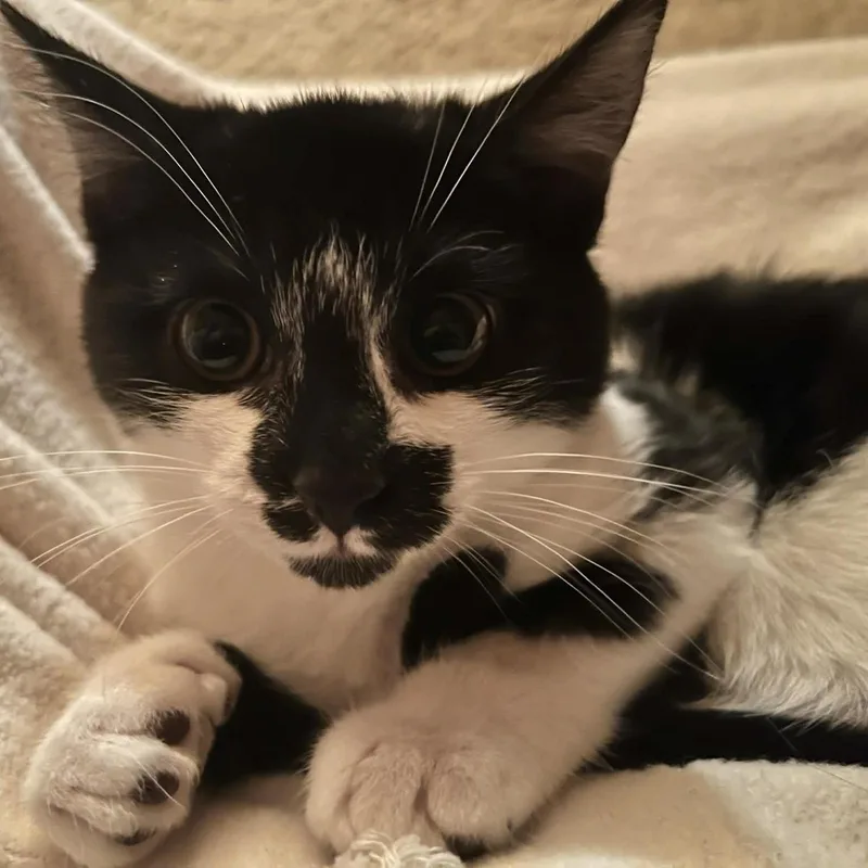 Squirrel& Chipmunk thumbnail 2