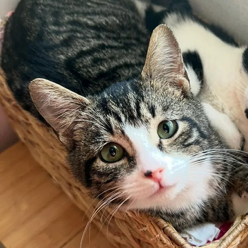 Squirrel& Chipmunk thumbnail 3