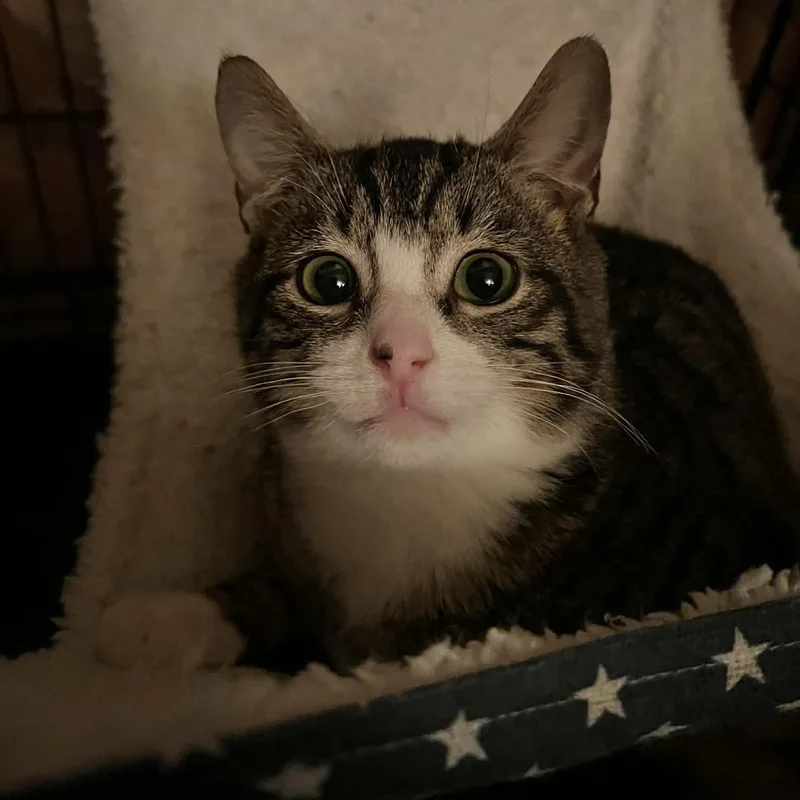 Squirrel& Chipmunk thumbnail 4