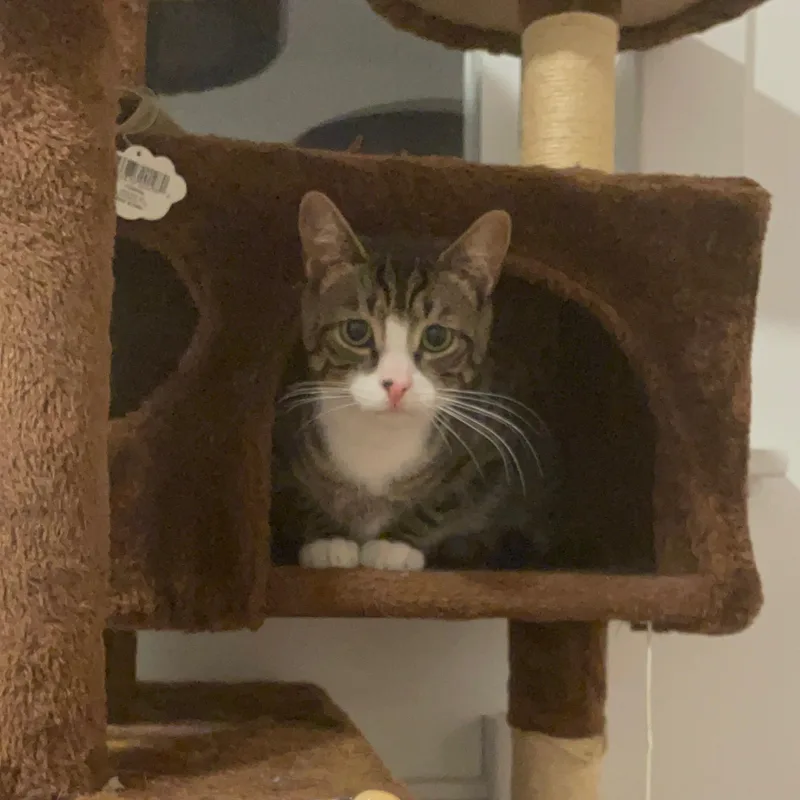 Squirrel& Chipmunk thumbnail 5