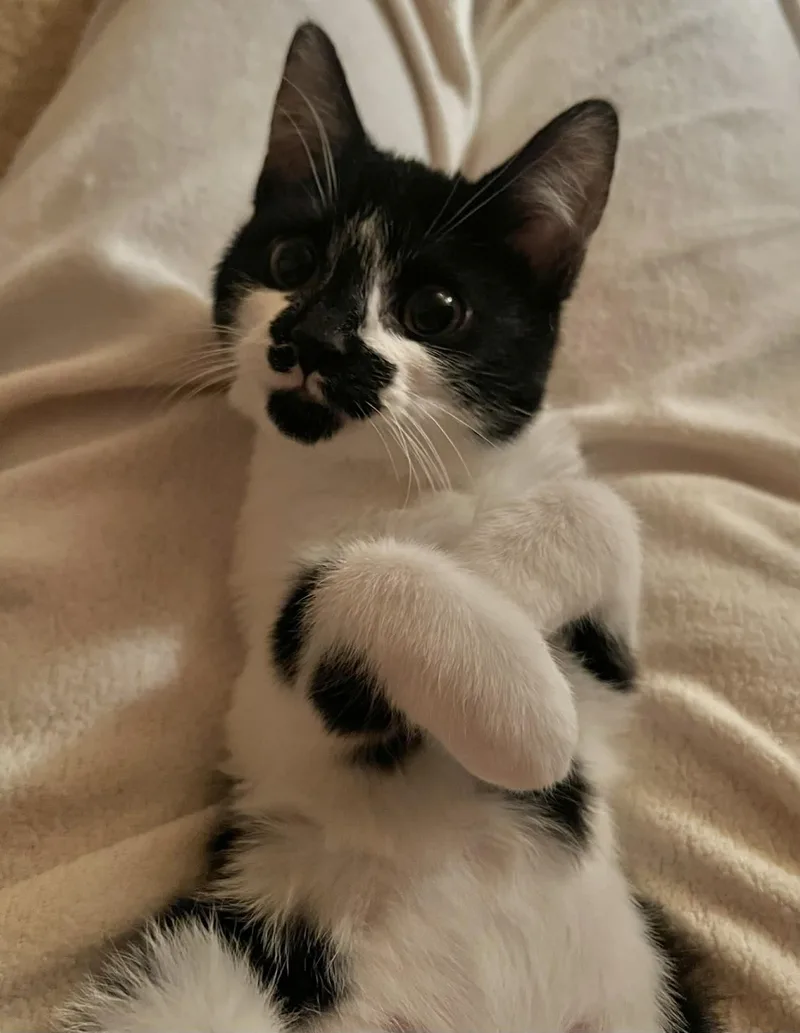 Squirrel& Chipmunk thumbnail 6