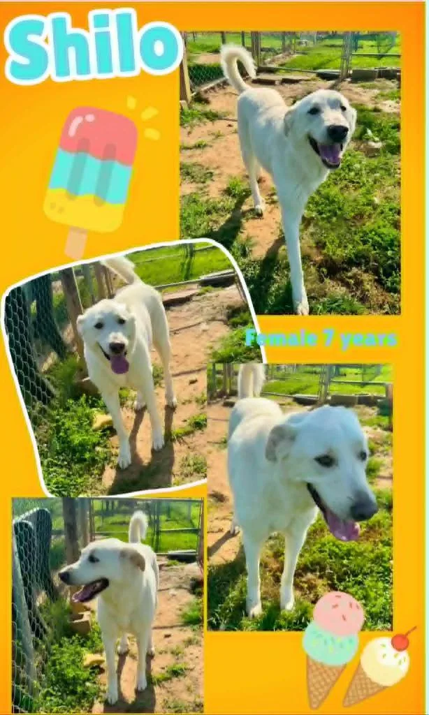 An adult large-sized female White German Shepherd dog named Shilo for adoption in Blountville, TN