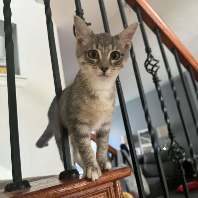 A baby large-sized female Buff / Tan / Fawn Tabby cat named Caline for adoption in Allen, TX
