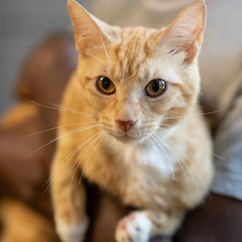 An adult medium-sized female Orange / Red Domestic Short Hair cat named Diva for adoption in Bartlett, TN