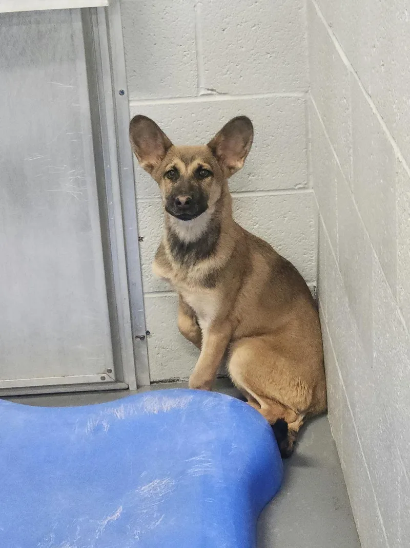 A young medium-sized male Sable Shepherd dog named Meeso for adoption in Kingman, AZ