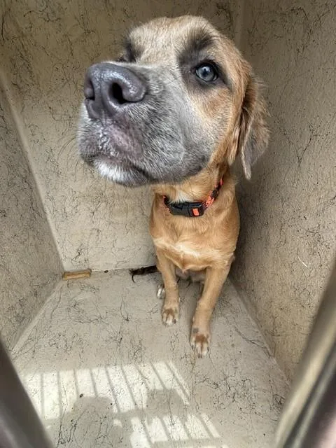 Chewie
