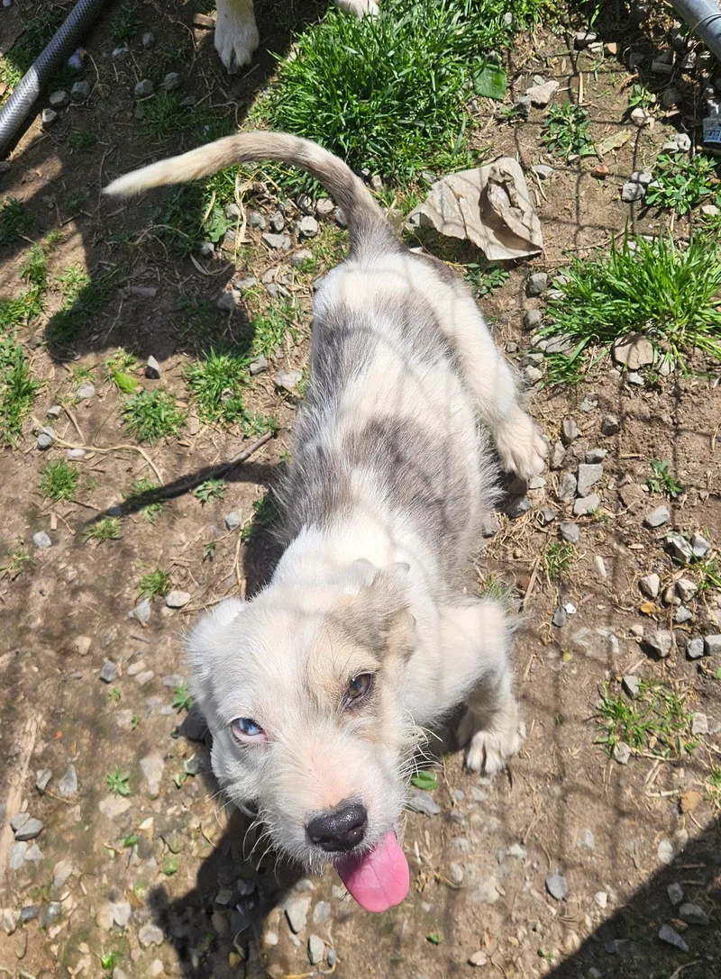 Puck Sweetpea thumbnail 2