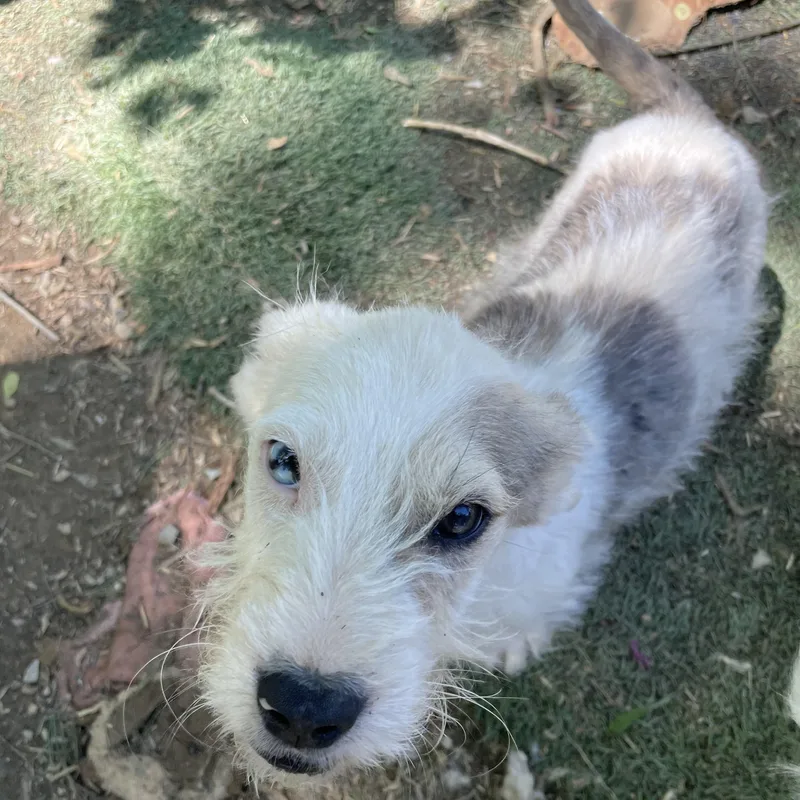 Puck Sweetpea thumbnail 3