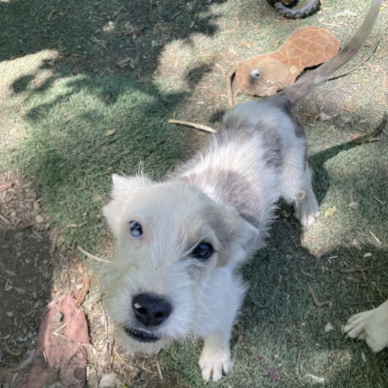 Puck Sweetpea thumbnail 4