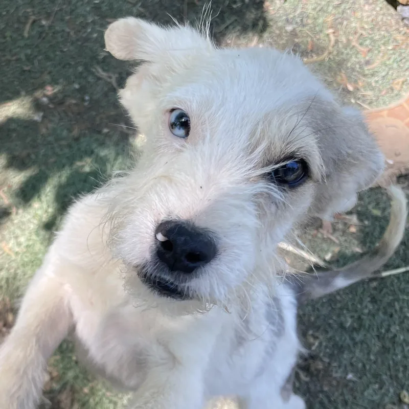 A baby medium-sized male White / Cream Parson Russell Terrier dog named Puck Sweetpea for adoption in Andover, MA