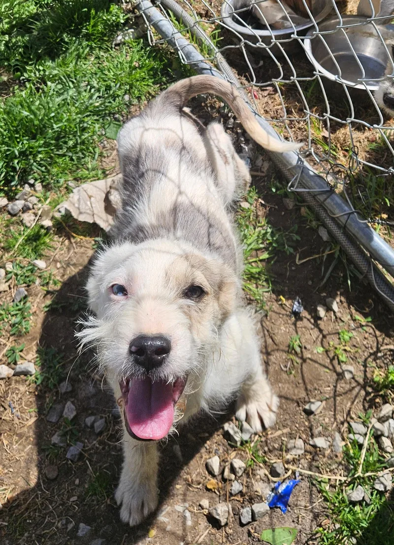 Puck Sweetpea thumbnail 5