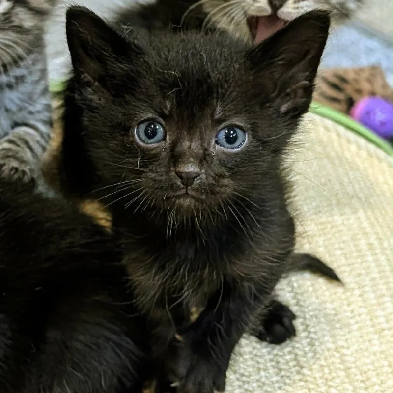 A baby small-sized male Black Domestic Short Hair cat named Skylab for adoption in Sioux Falls, SD