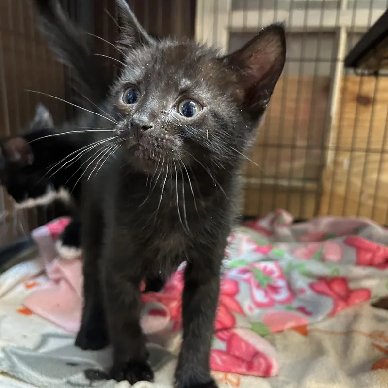 A baby small-sized male Black Domestic Short Hair cat named Cartman for adoption in Enterprise, AL