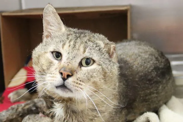 An adult small-sized male Domestic Short Hair cat named Sugar Ray for adoption in Tucson, AZ