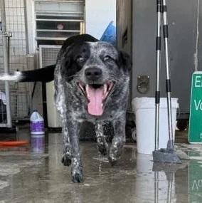 A young medium-sized male Black Australian Cattle Dog / Blue Heeler dog named Cosmo for adoption in Lewisburg, TN