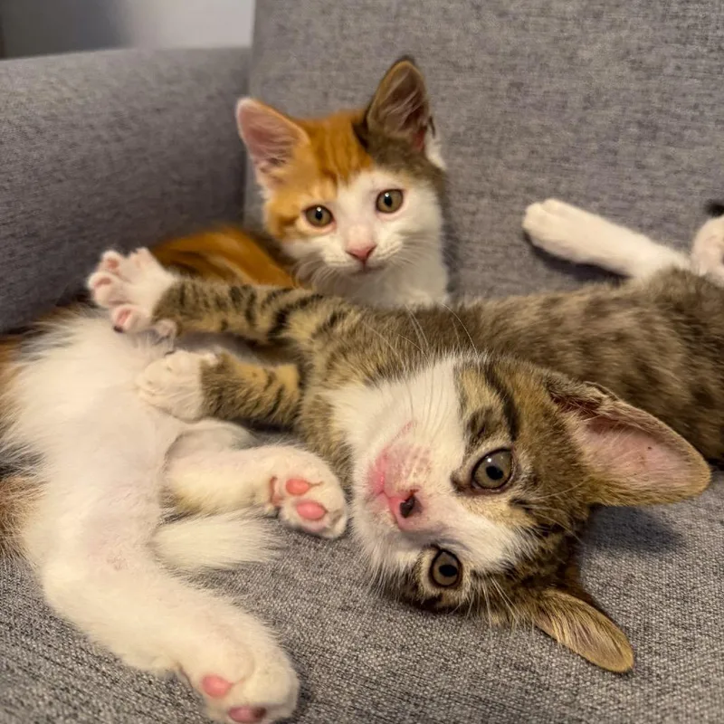 A baby small-sized female Calico Domestic Short Hair cat named Lola for adoption in Jupiter, FL