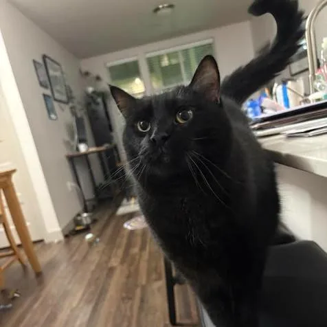 An adult extra large-sized male Domestic Medium Hair cat named Zhengi for adoption in Murray, UT