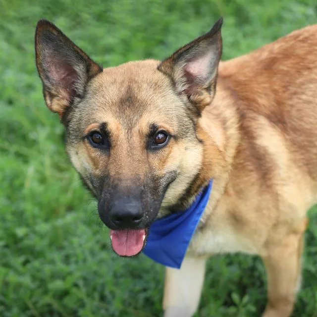 A young large-sized male German Shepherd Dog dog named Leo for adoption in San Antonio, TX