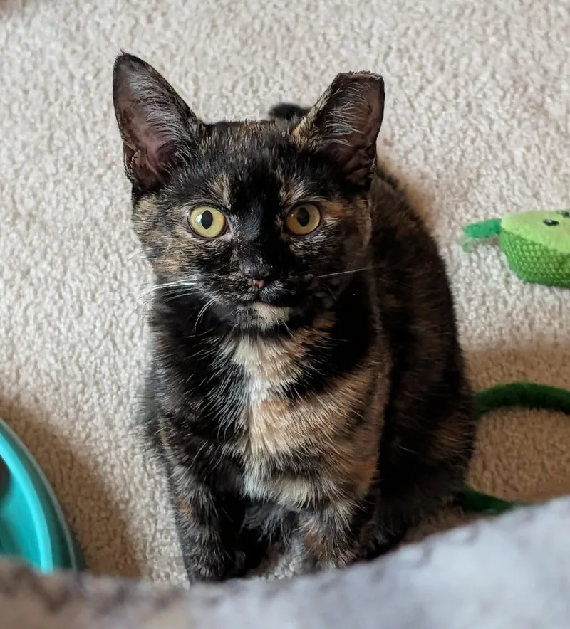 Meg Ryan thumbnail 2