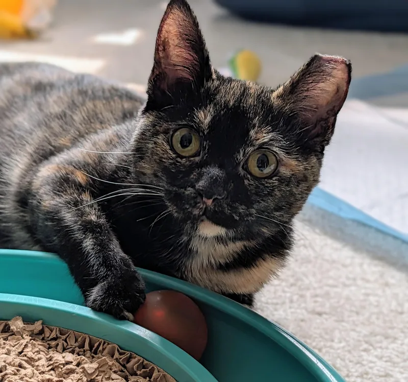 Meg Ryan thumbnail 4