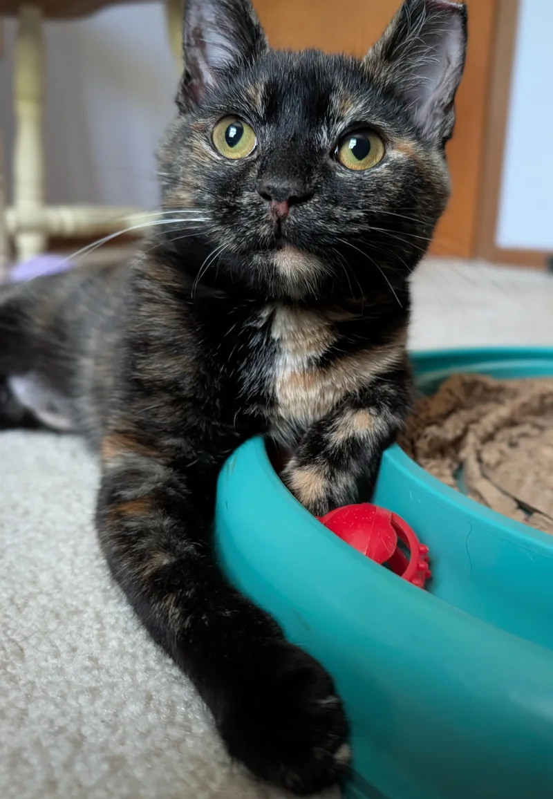 Meg Ryan thumbnail 5