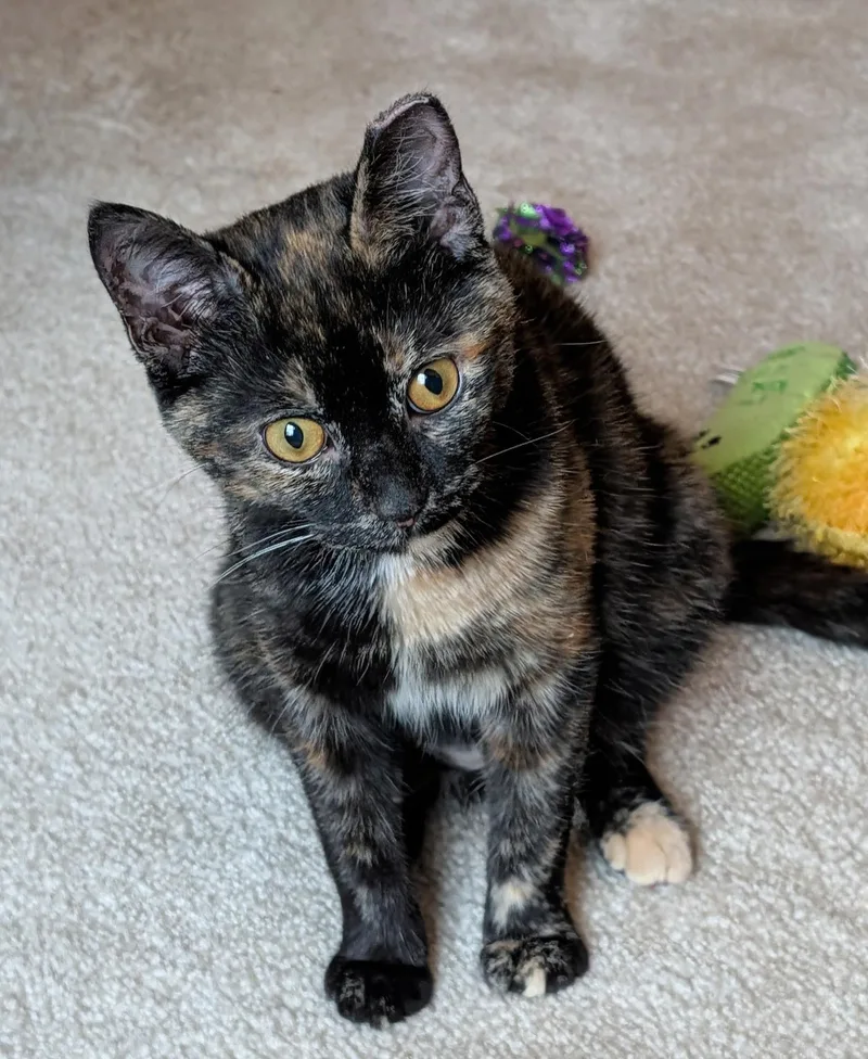 A young medium-sized female Tortoiseshell Tortoiseshell cat named Meg Ryan for adoption in Columbus, OH