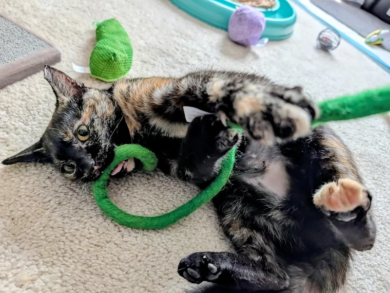 Meg Ryan thumbnail 6