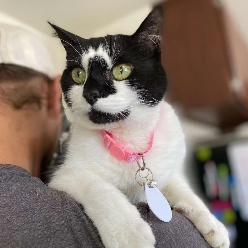 A senior medium-sized female Black Domestic Short Hair cat named Panda for adoption in Ramona, CA