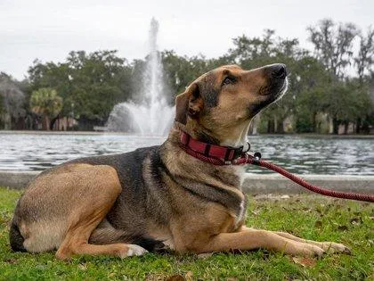 Drake Cake thumbnail 3