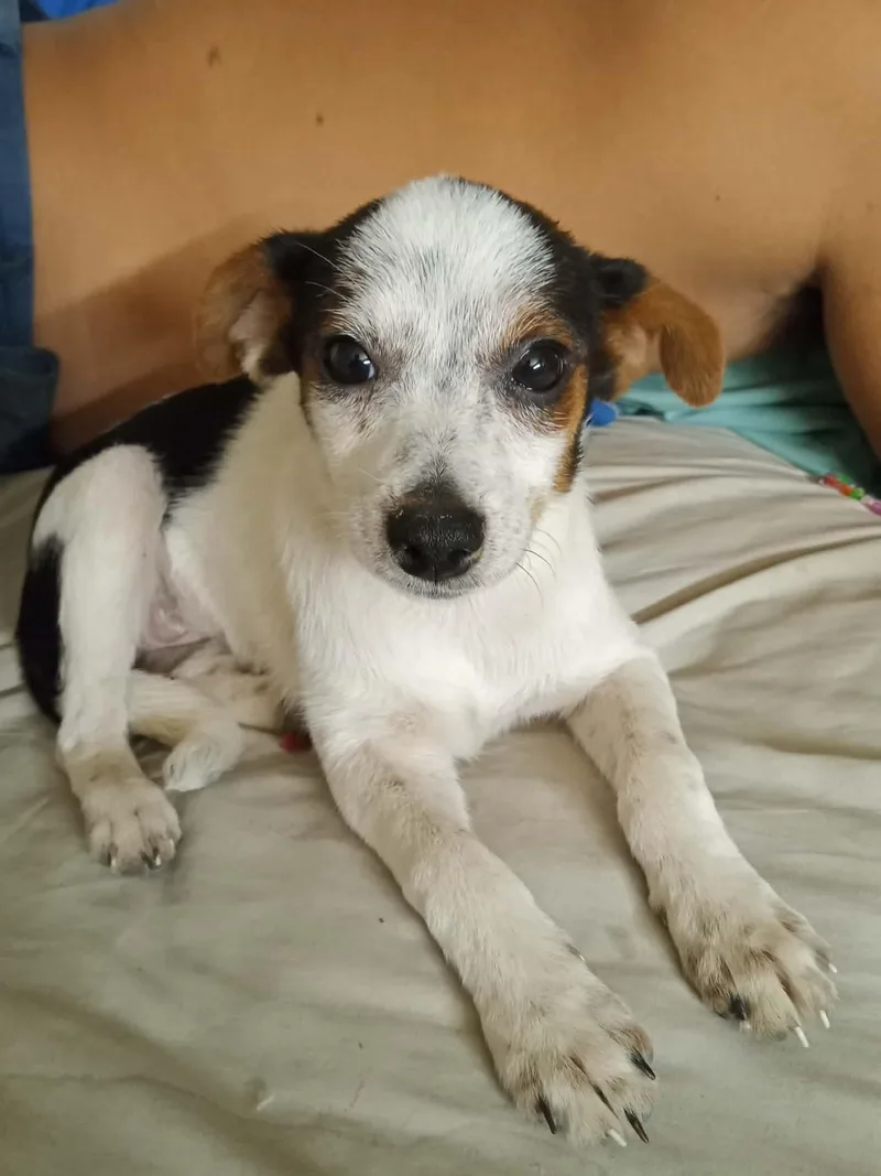 A baby small-sized female Chihuahua dog named Angel for adoption in Gainesville, VA