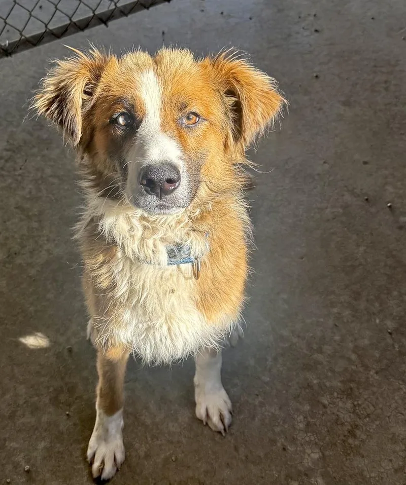 An adult medium-sized male White / Cream Mixed Breed dog named Sheldon for adoption in Rochester, IN