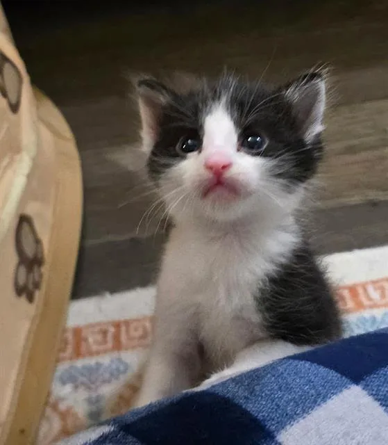 A baby small-sized female Domestic Short Hair cat named Moo for adoption in Sacramento, CA
