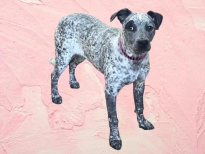 A young medium-sized female Australian Cattle Dog / Blue Heeler dog named Alma for adoption in Van Nuys, CA