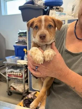 A young small-sized male Mixed Breed dog named Tigger for adoption in Beatrice, NE